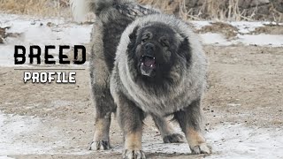 WOLF KILLER Russian Prison Dog  The Caucasian Shepherd Dog ALL WE KNOW ABOUT [upl. by Compte]