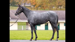 Lot 370 HAZBAIYA  Arqana Breeding Stock Sale 2024 [upl. by Yeldnarb]