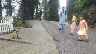 Beauty of Nathia Gali  Murree Nathiya Gali Road Travel  Galiyat Trip  FACT VIDEOS [upl. by Ettevi]