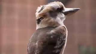 KookaburraJägerliestLachender Hans fliegt und lacht Zoo Berlin 372016 [upl. by Ydnac]