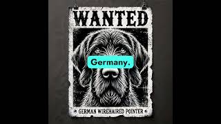 The German Wirehaired Pointer A Complete Guide pointerdog shorts dog ai dogbreeds pets [upl. by Anawaj]