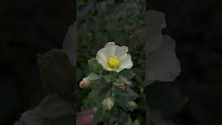 Flowers amp predators of pollinators in Sida cordifolia near Mahanadi river medicinal mahanadi [upl. by Cock]