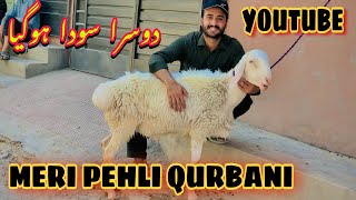 MashAllah 2nd Soda Peshawar Maweshi Mandi My First Qurbani 2024 Cow Mandi Pakistan [upl. by Amarillis]