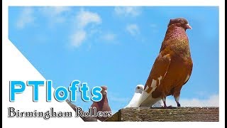 Graham Dexter roller pigeons part2 [upl. by Sibella]