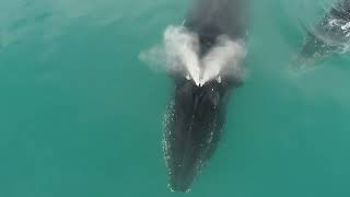 Megaptera novaeangliae kambur balina The humpback whale in Livingston Island Antarctic Peninsula [upl. by Enirahtak]