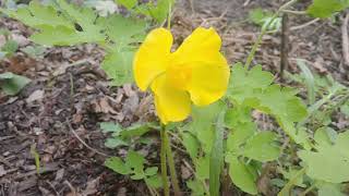 Celandine poppy a colorful spring beauty [upl. by Nalhsa]