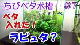 過去最高の前景草！【ベタ混泳水槽】生体導入！ [upl. by Sosanna928]