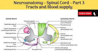 Tracts  Ascending Descending Tracts amp Blood supply of spinal cord  Clinical correlations [upl. by Nnasor]