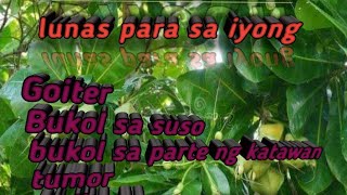 Mabisang Gamot sa Bukol BITUON  POISON TREE  Barrios yTube [upl. by Tiduj37]