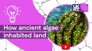 Plant Life on Earth  How ancient algae inhabited land [upl. by Arodoeht]