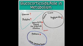 Role Of Glucocorticoids in Metabolism [upl. by Oiceladni396]