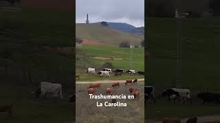 Trashumantes llegando a LaCarolina Esta mañana en Orellana camino de las fincas de invierno [upl. by Atile120]