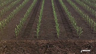 الرى تحت السطحى لزراعة قصب السكر subsurface drip irrigation for Sugar cane [upl. by Buseck]