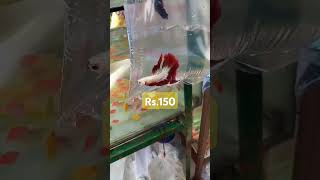 Galiff street fish market Betta fish recentaquariumfishpriceatgaliff fishaquarium shortsvideo [upl. by Carvey]