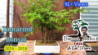 Tamarind Bonsai Forest from seeds  Complete Guide [upl. by Martella]