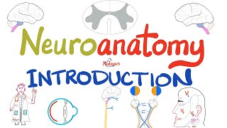 Introduction to Neuroanatomy  Learn the Basics  Neuroanatomy Playlist [upl. by Hna647]