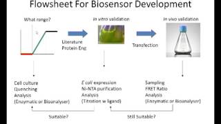 Engineering in vivo biosensors by Karen Polizzi [upl. by Lyns]