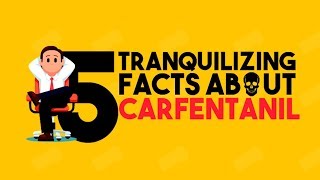 5 Tranquilizing Facts About Carfentanil  Drug Facts You Never Knew  Detox to Rehab [upl. by Nilrak]