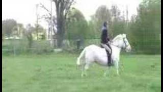 Percheron X for sale to good home SOLD [upl. by Solraced]