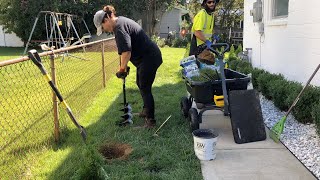 Planting an Emerald Green Arborvitae Hedge  Dirt and Dish [upl. by Plafker]