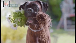 Top 20 dogs funny commercials [upl. by Donell720]