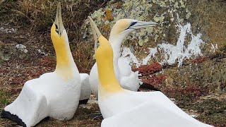 Nigel the lonely gannet surrounded by concrete birds on Mana Island [upl. by Anallise831]