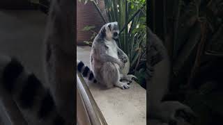 How Do Lemurs Show Us the Importance of Community and Connection animals shorts short trending [upl. by Schlosser395]