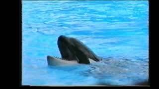 POV Seaworld Orlando 1996 VHS transfer [upl. by Iridissa]