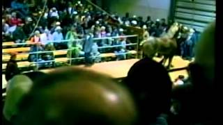 WTV News Archives 1997 Horse Sale [upl. by Zacherie]