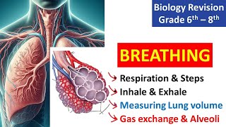 Breathing  Biology Revision  Class 6  8  KS3 Science [upl. by Ferretti68]