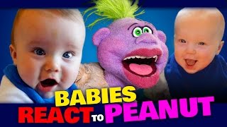 BABIES REACT to PEANUT  JEFF DUNHAM [upl. by Aihsemaj125]