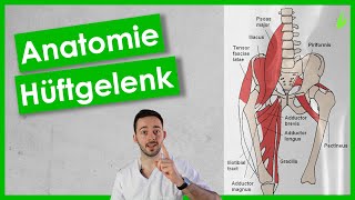 Anatomie Hüftgelenk [upl. by Trilly]