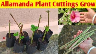 Allamanda plant cuttings grow  Pink allamanda plant propagation allamandaplants cuttingsgrow [upl. by Inaoj925]