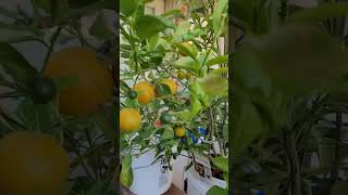 Calamondin Tree  Tart Citrus  DownHome Backyard Gardening [upl. by Dick]