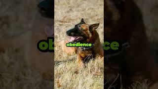 Malinois dog facts  Amazing facts about Belgian Malinois dog  Malinois dog [upl. by Marolda482]