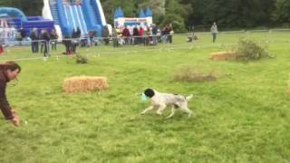 Gundog Scurry 2016 [upl. by Jeffery]