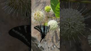 Buttonbush A Maryland Native Shrub for Pollinators [upl. by Hanleigh]