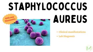 Staphylococcus aureus  Clinical Manifestations and Lab Diagnosis  Microbiology  Medinare [upl. by Le457]