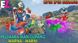 UPIN IPIN PELIHARA IKAN CUPANG WARNA WARNI DIBANTU ULTRAMAN  GTA 5 BOCIL SULTAN [upl. by Kenric]