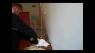 REIKI sur un chat le chat stoppe le soin [upl. by Seabury]