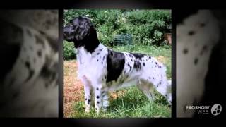 Grosser Munsterlander Vorstehhund Dog breed [upl. by Airdnahc]