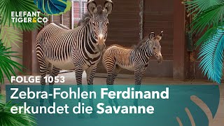 Zwei Neue in Afrika Folge 1053  Elefant Tiger amp Co  MDR [upl. by Eesac624]