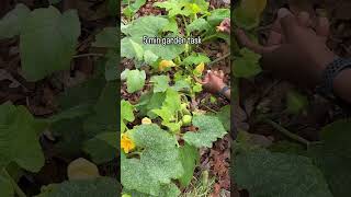 Hand pollinating our remaining squash plants because it’s mid November urbanhomesteading [upl. by Sezen]