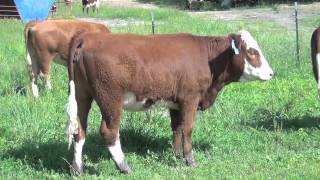 fleckvieh cows and heifers  Largem4v [upl. by Aretak]