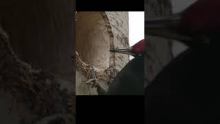 A woodpecker hollows out a hollow in slow motion 8 times shots birds wildlife [upl. by Aube]