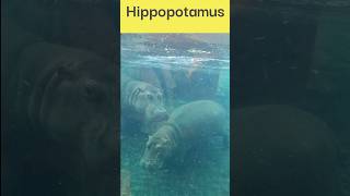 Hippopotamus under water  Hippo swimming graciously hippopotamus hippo wateranimals [upl. by Irallih692]