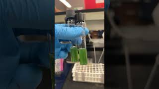 Pseudomonas Aeruginosa Of test with oil and with out check back next week for the results bacteria [upl. by Mirisola]