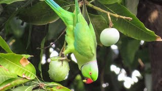 Parrots Eating Mango on Tree  Lots of Parrots talking on Tree [upl. by Severin]