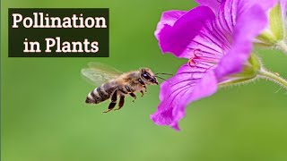 Pollination in Flowering Plants 3d Animation [upl. by Ellainad]