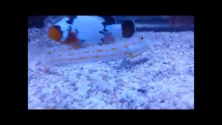 Diamond Goby Sand Sifting [upl. by Urbanna]